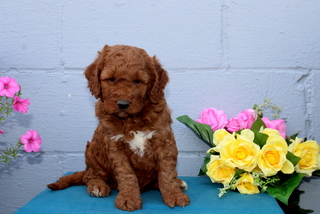 puppy, for, sale, Mini Goldendoodle F1B, Matthew B. Stoltzfus, dog, breeder, Gap, PA, dog-breeder, puppy-for-sale, forsale, nearby, find, puppyfind, locator, puppylocator, aca